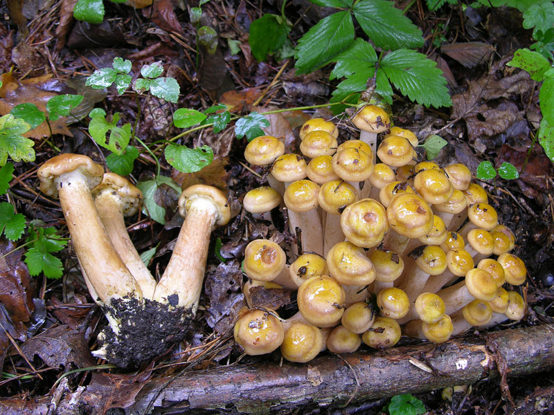 Armillaria mellea